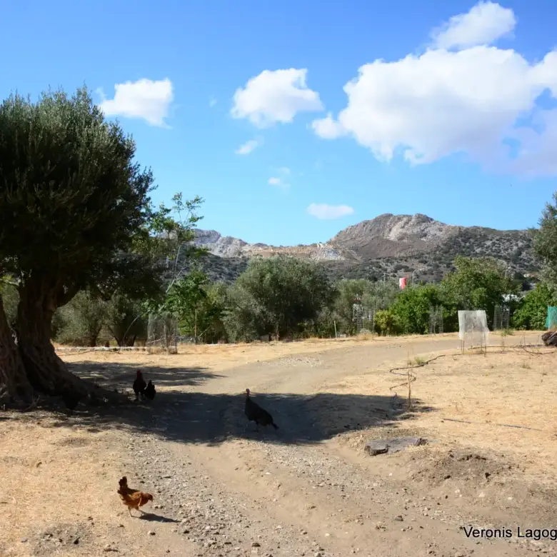 Kaloxylos Naxos / Ancient olive grove 2.000 m2 / 640604