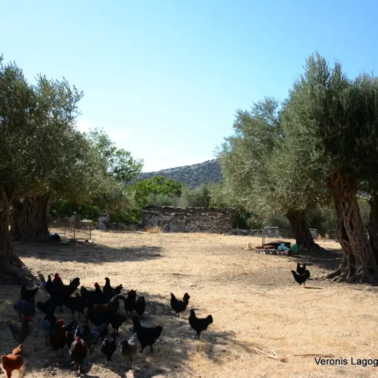 Kaloxylos Naxos / Ancient olive grove 2.000 m2 / 640604