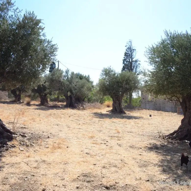 Kaloxylos Naxos / Ancient olive grove 2.000 m2 / 640604