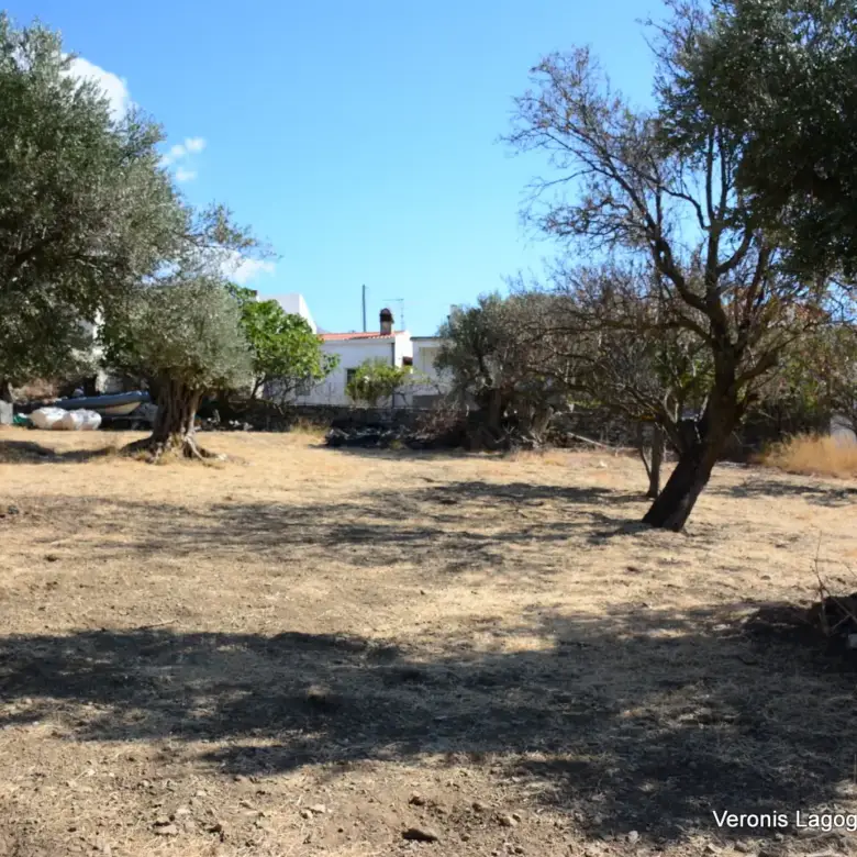 Kaloxylos Naxos / Ancient olive grove 2.000 m2 / 640604