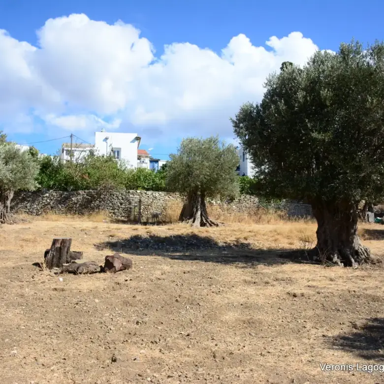 Kaloxylos Naxos / Ancient olive grove 2.000 m2 / 640604