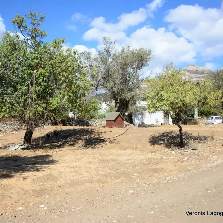 Kaloxylos Naxos / Ancient olive grove 2.000 m2 / 640604