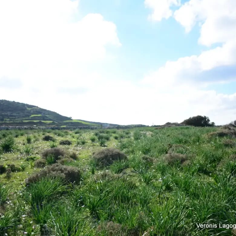 Καστράκι Νάξος / Αγροτεμάχιο4,098 m2 / 640615
