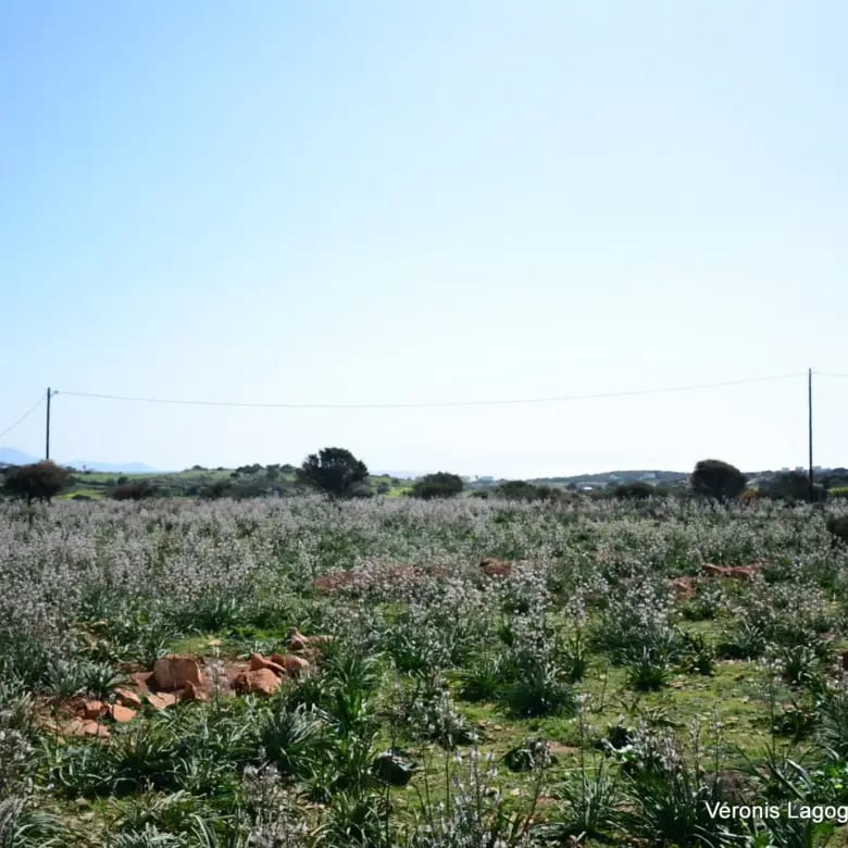 Καμάρια Αλυκό / Αγροτεμάχιο με Άδεια Κατασκευής Δύο Βιλών /640616