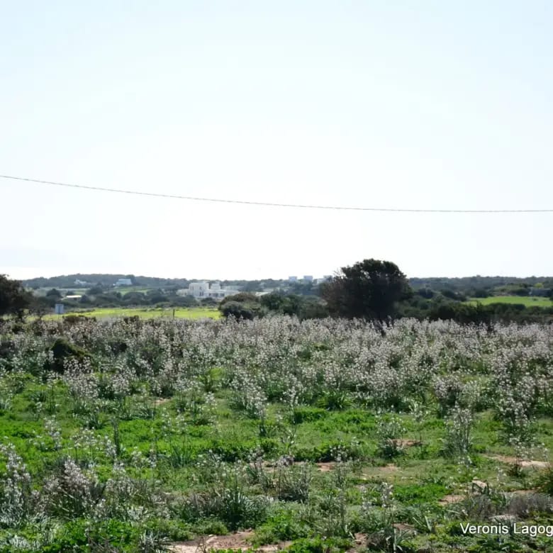 Καμάρια Αλυκό / Αγροτεμάχιο με Άδεια Κατασκευής Δύο Βιλών /640616