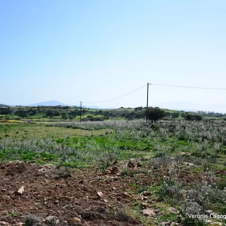 Καμάρια Αλυκό / Αγροτεμάχιο με Άδεια Κατασκευής Δύο Βιλών /640616