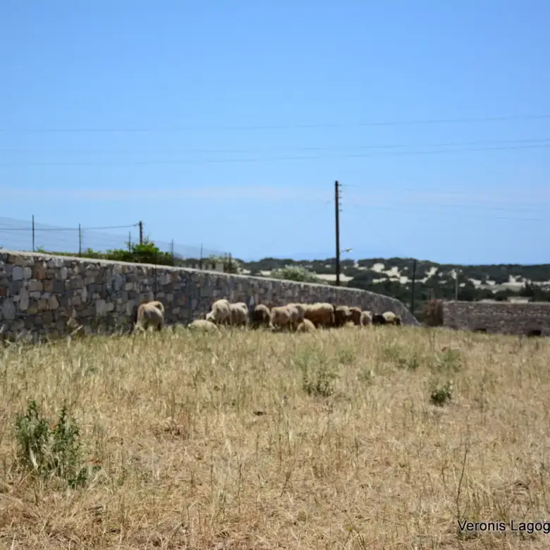 Glyfada Naxos – Parcel 4.556m2 / 640630