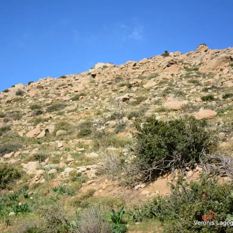 Agidia Naxos / Plot 4.230m2 / 640659