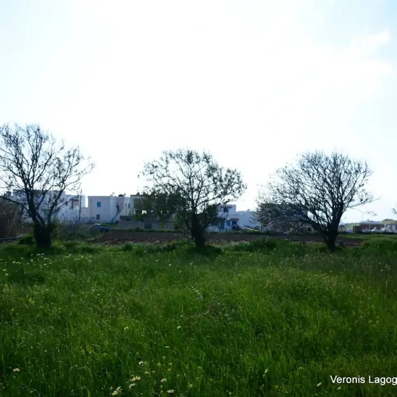 Vivlos Naxos – Plot 1,258m2 / 640668